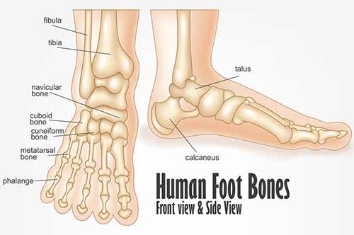 Foot Fractures Diagram